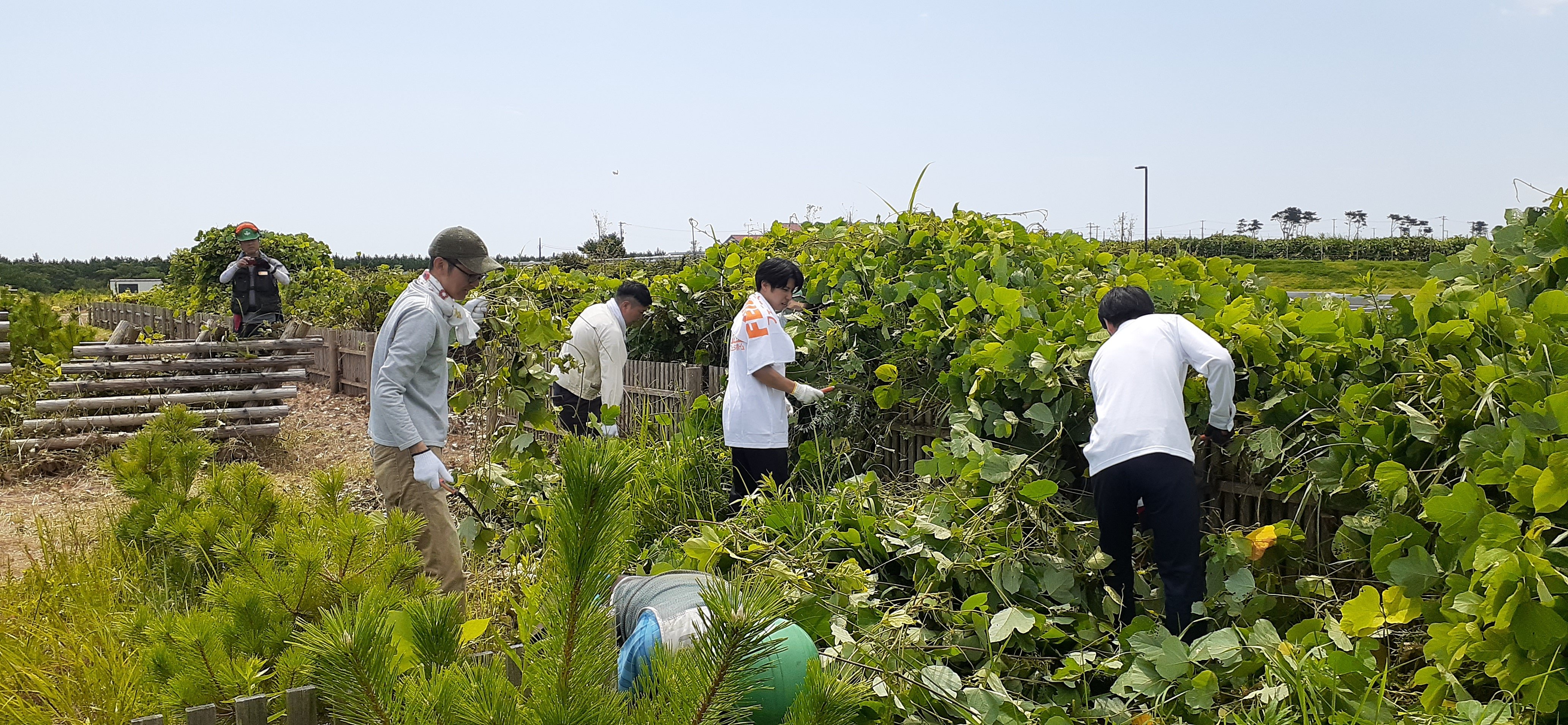 除草作業の様子