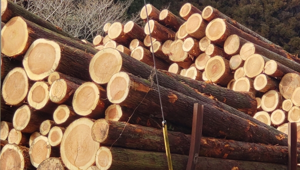 林野庁 「合法伐採等の流通及び利用に係る検討会」中間取りまとめ 違法伐採の根絶に向けて取り組み強化