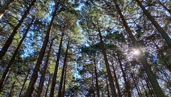 山の日特集 地球温暖化防止へ向けて森林が果たすべき役割