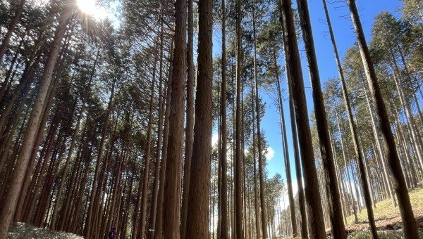 林野庁 2020年木材需給表を公表 木材自給率が48年ぶり40％台に回復