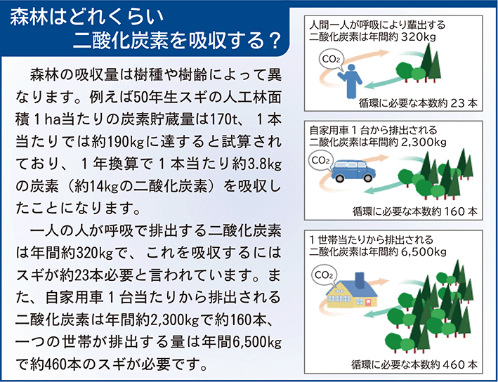 森林はどれぐらいCO2を吸収する？