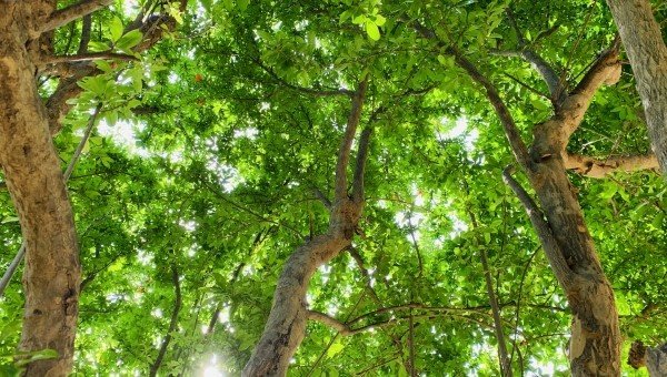 農林水産省 「森林資源の循環利用に関する意識・意向調査」結果を公表